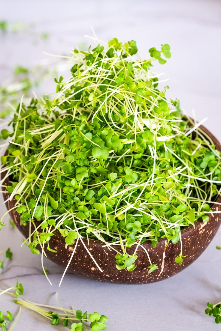 An Easy Guide to Broccoli Microgreens, How to Grow and Eat Them