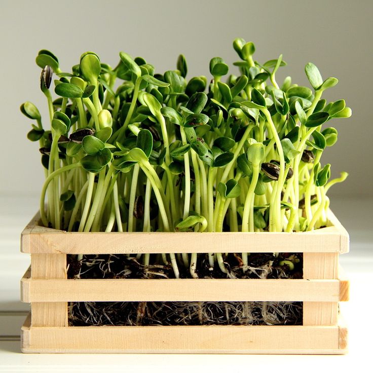 Sunflower Greens