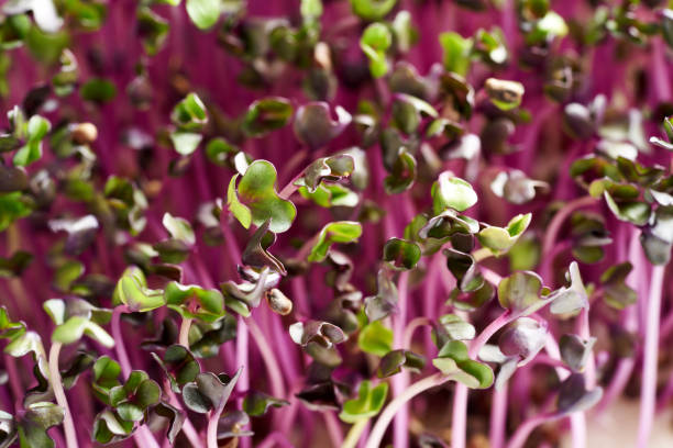 Fresh young purple cabbage sprouts or microgreens, closeup